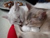 Mio und Fiona (www.burmilla-the-wobbegong.de)