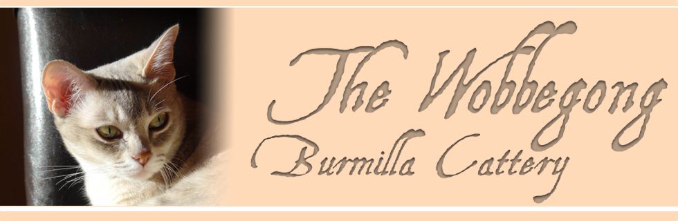 Burmilla the Wobbegong